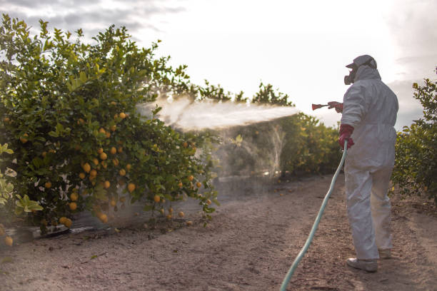 Reliable Hildebran, NC Pest Control Solutions