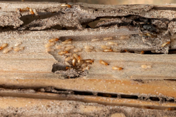 Bird Control in Hildebran, NC