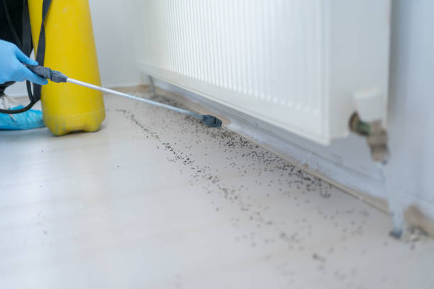 Best Cockroach Control Services  in Hildebran, NC